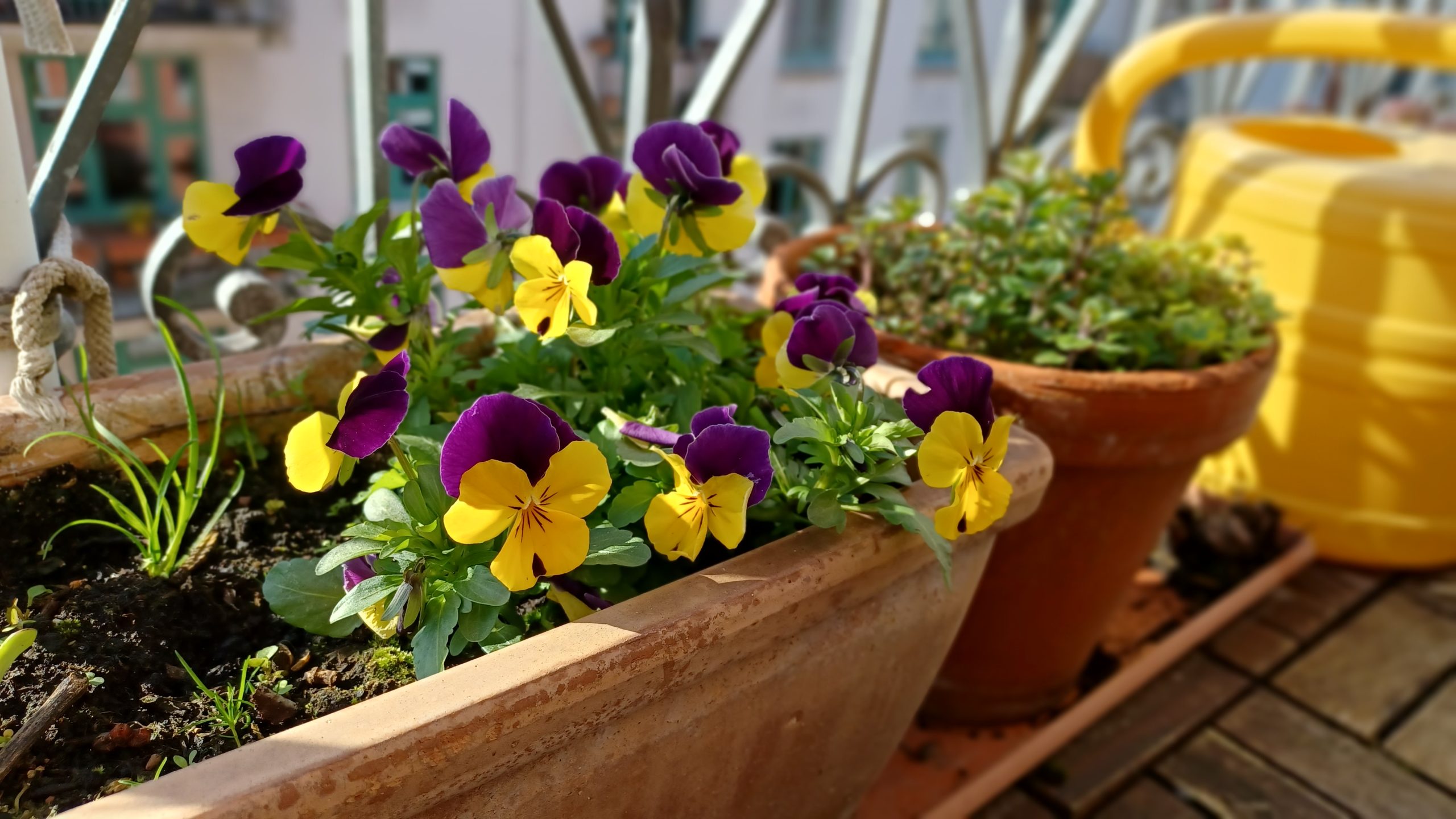 Ein Blumenkasten auf einem Balkon im Sonnenschein
